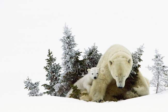 Orsi polari stesi nella neve — Foto stock