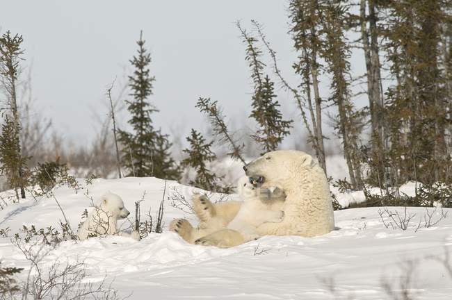 Oso polar con cachorro en la nieve - foto de stock