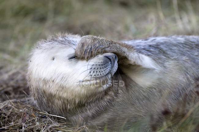 Seal Covering Face — Stock Photo