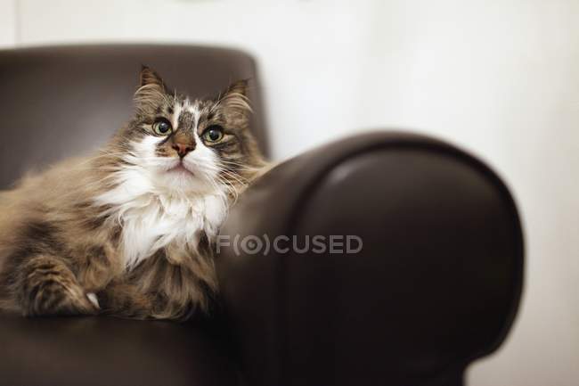 Ritratto di gatto rilassante in sedia — Foto stock
