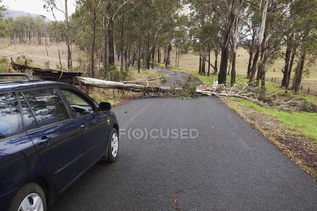 Árbol ha caído a través de carretera - foto de stock