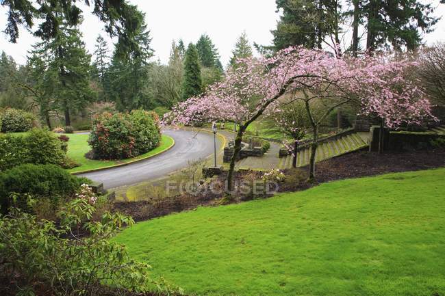 Spring Blossoms On Trees — Stock Photo