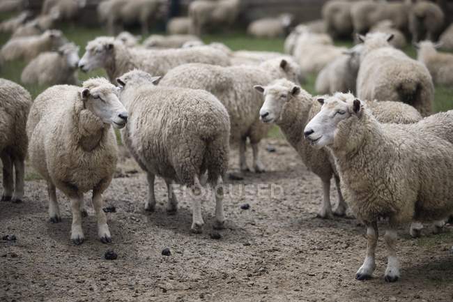 Grupo de ovejas domésticas - foto de stock