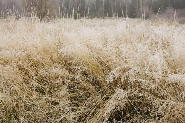 Frosty Grass in Canada — Stock Photo