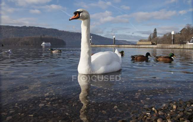 Cisnes e patos no lago — Fotografia de Stock