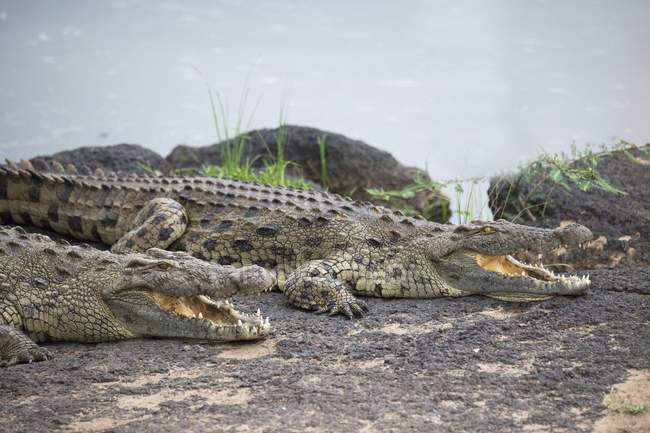 Krokodile mit offenen Kiefern — Stockfoto