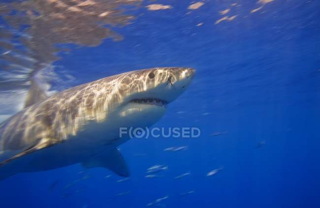 Great White Shark — Stock Photo