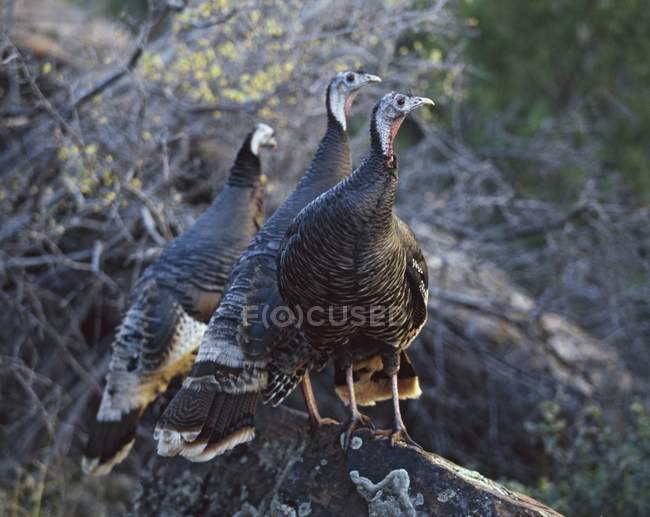 Wild Turkeys Perched — Stock Photo