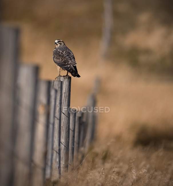 Swainson Hawk sur la clôture — Photo de stock