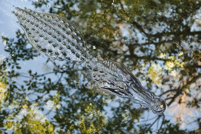 Алігатор відпочивав у водно-болотних угідь — стокове фото