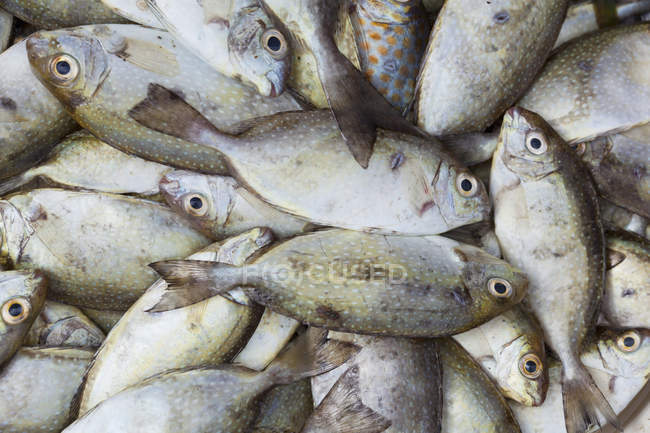 Pescado fresco en la lonja - foto de stock