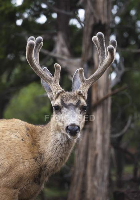 Mule Deer Buck — Stock Photo