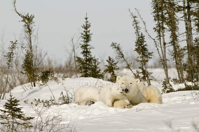 Белый медведь с детёнышем в снегу — стоковое фото