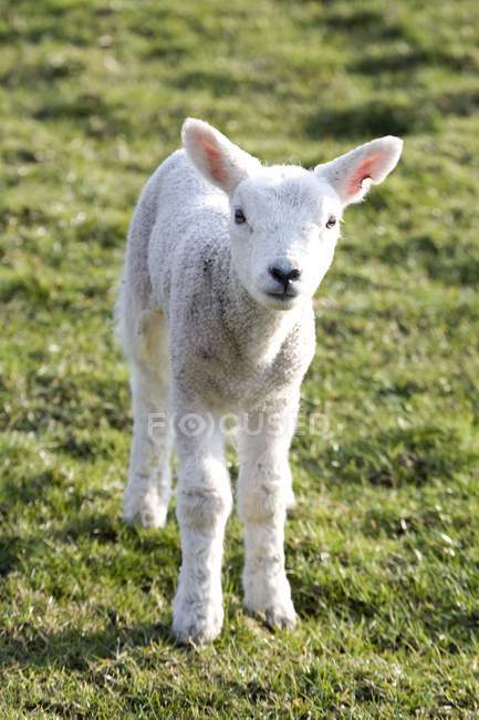 Kleines Lamm steht auf grünem Gras — Stockfoto