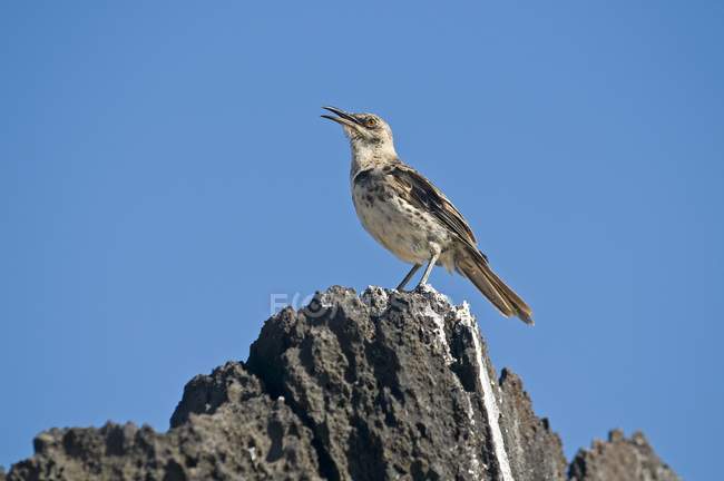 Capuz Mockingbird na rocha — Fotografia de Stock