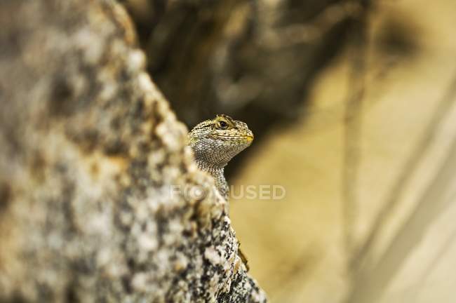 Basin Fence Lizard — Stock Photo
