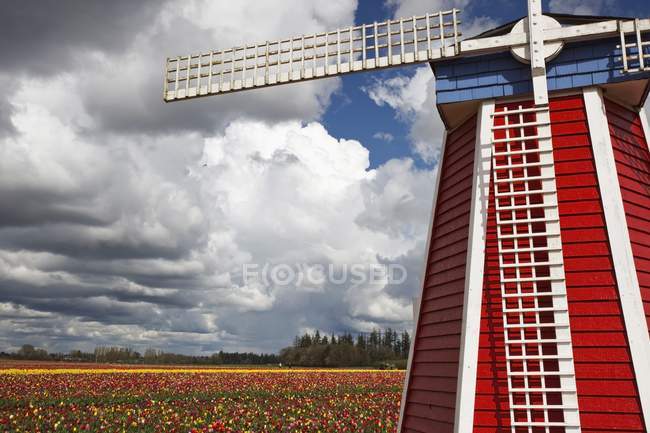Mulino a vento e campo di tulipani — Foto stock
