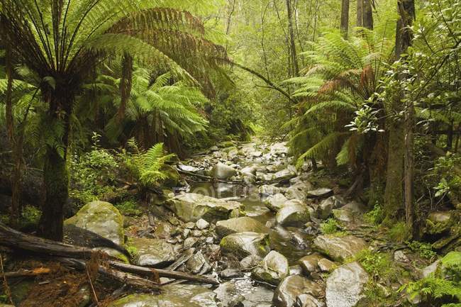 Creek corriendo a través de la selva tropical - foto de stock