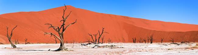 Namib deserto, namibia — Foto stock