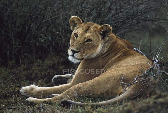 Львица, лежащая на траве — стоковое фото