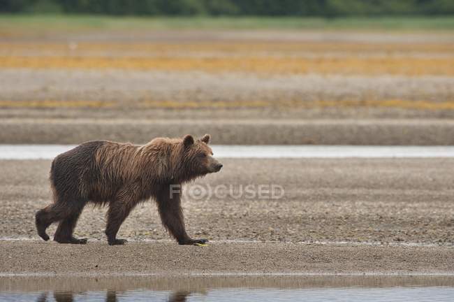 Brown oso pardo caminando - foto de stock