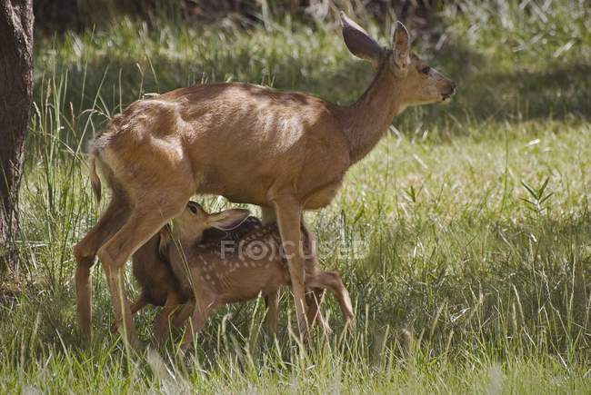 Two Fawns And Their Mother — Stock Photo