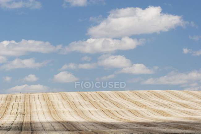 Cut Brown Field — Stock Photo