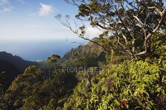 Sentiero con vegetazione tropicale — Foto stock