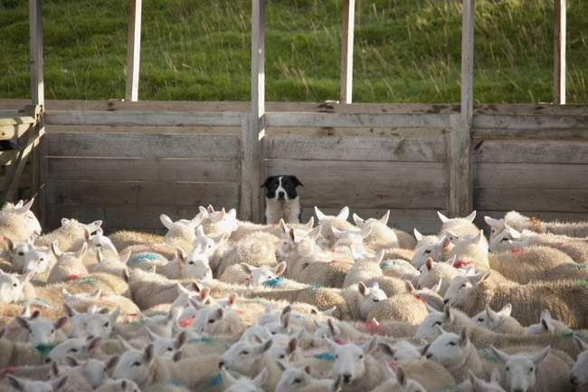Geknebelte Schafe im Gehege — Stockfoto