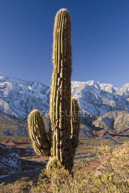 Kaktus in andes; salta, argentina — Stockfoto