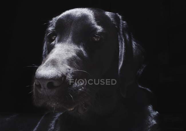 Black Labrador dog — Stock Photo