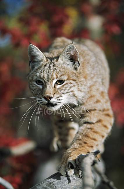 Bobcat  Walks Along Branch — Stock Photo