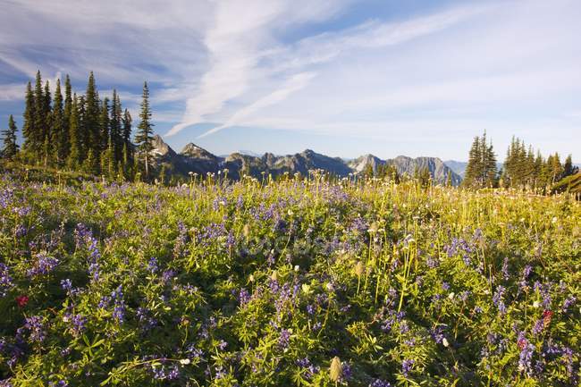 Field with flowers and peaks — Stock Photo