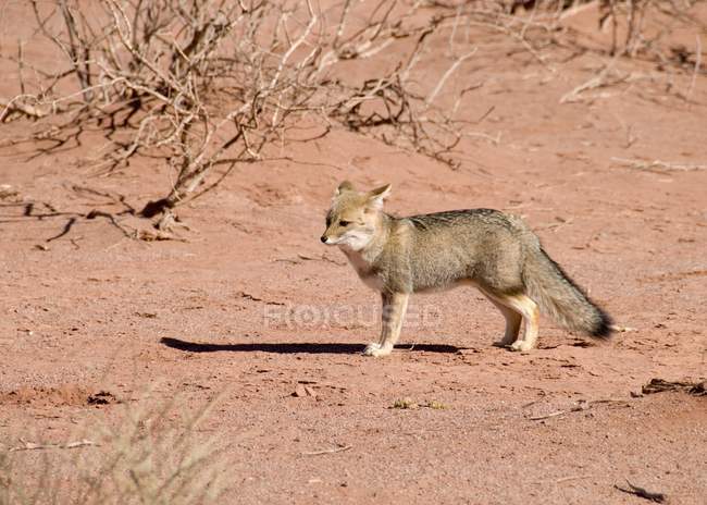 Desert Fox de pie en el suelo - foto de stock