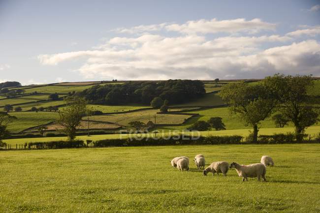 Ovelhas em um campo, Yorkshire, Inglaterra — Fotografia de Stock