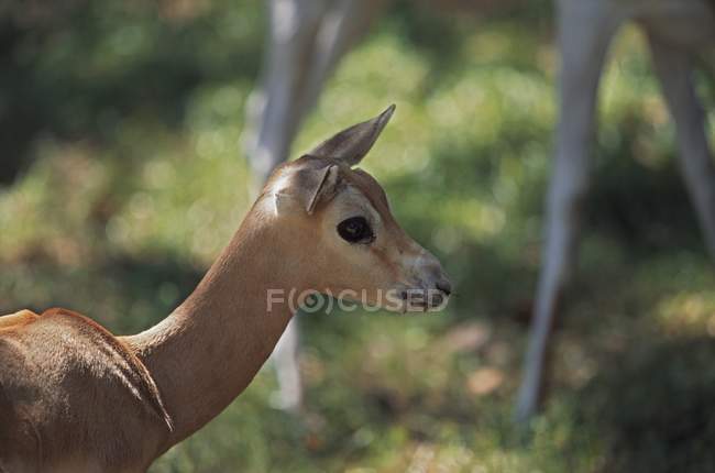 Junge Dama-Gazelle — Stockfoto
