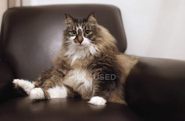 Gato sentado en silla - foto de stock