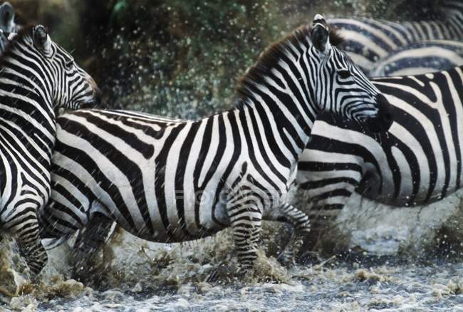 Zebre che schizzano nel fiume — Foto stock