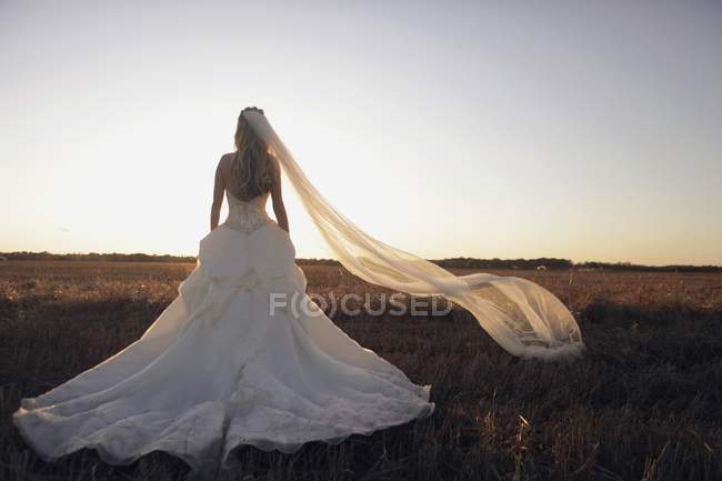 St. Catharines, Ontario, Canadá; Una novia en un campo con su velo soplando en el viento - foto de stock
