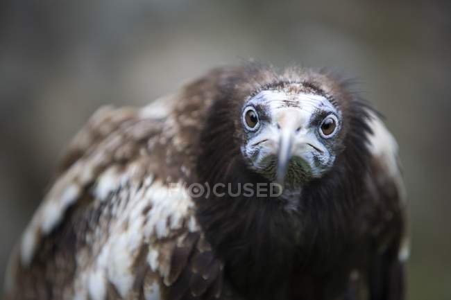 Egyptian Vulture  looking at camera — Stock Photo