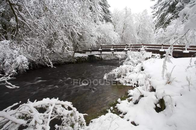 Зимова сцена з річкою — стокове фото