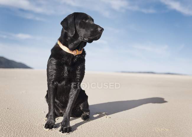 Perro labrador negro - foto de stock