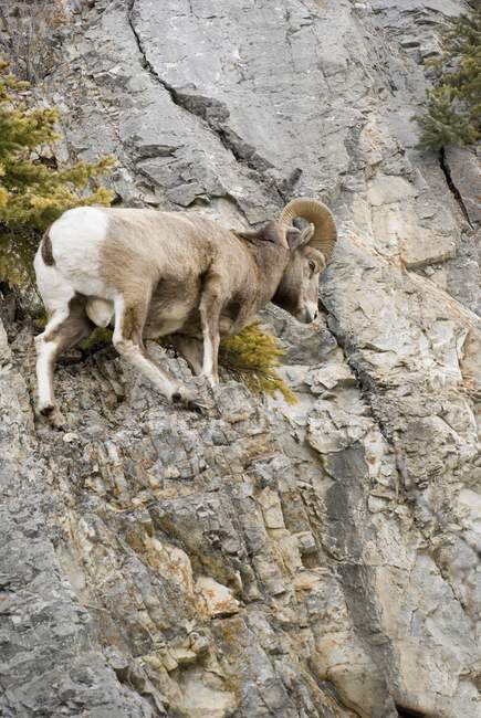 Mountain Sheep outdoors — Stock Photo