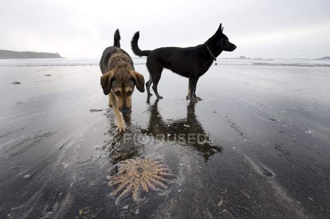 Собаки и морская звезда на пляже — стоковое фото