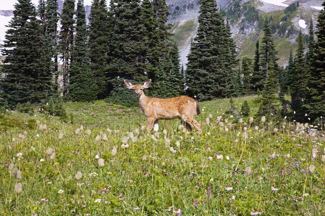 Cervo in piedi su erba verde — Foto stock