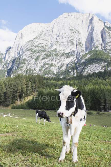 Vacas pastando en el prado - foto de stock