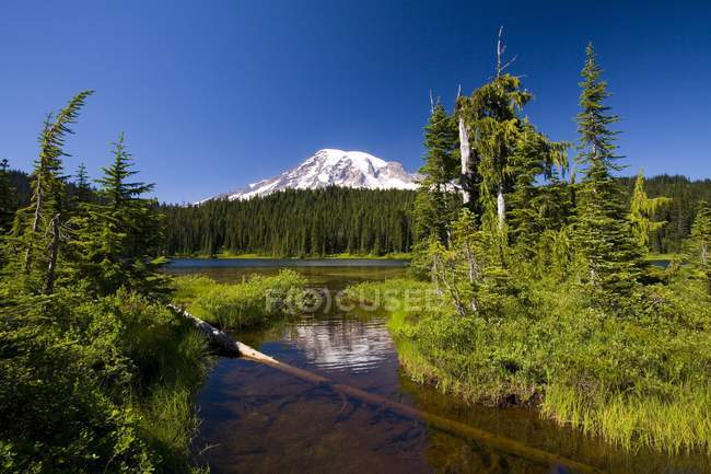 Mountain hills with forest — Stock Photo