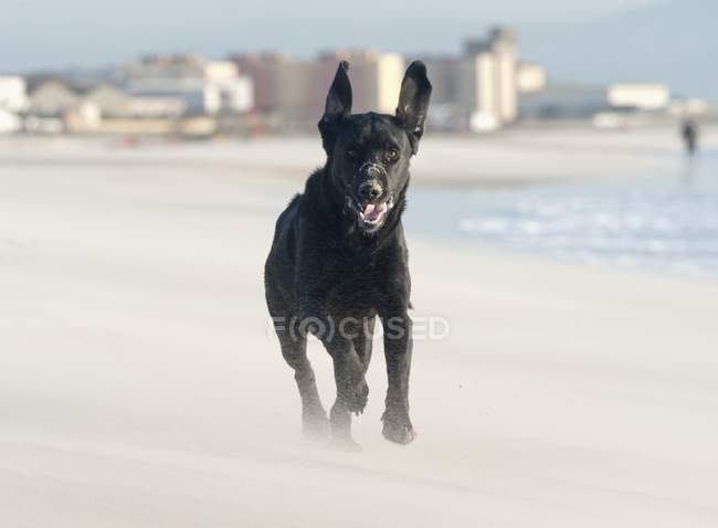 Labrador negro perro corriendo - foto de stock