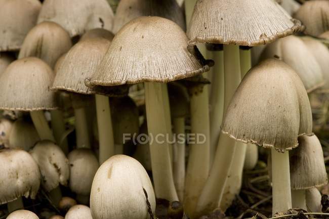 Деталь білі гриби — стокове фото