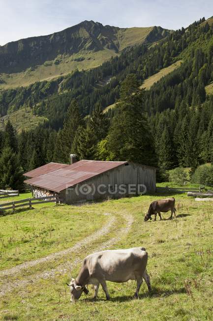 El pastoreo de ganado en el prado - foto de stock